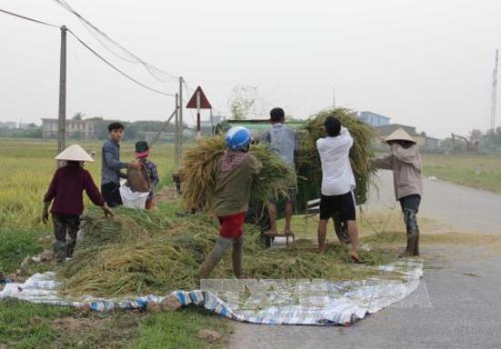 Nông dân gặt lúa chạy đua với bão ảnh 5
